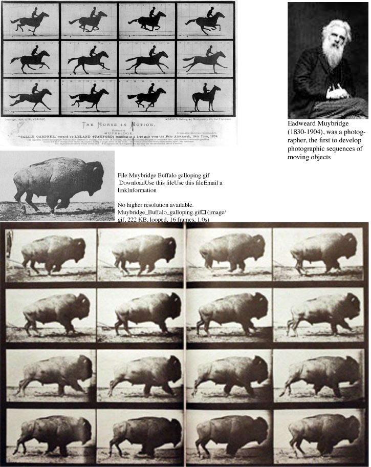 muybridge