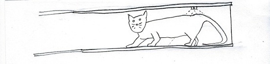 gato04