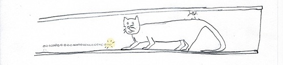 gato05