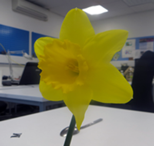 photograph of a daffodil