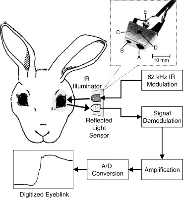 Eye Blink rabbit