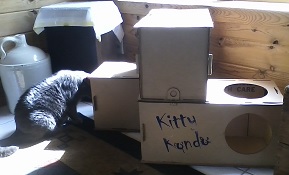 KittyKondo