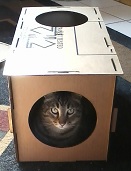 Single cat