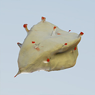 catch-test4.jpg