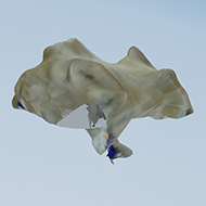 catch-test5.jpg