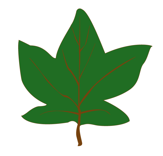 Vector leaf image trace