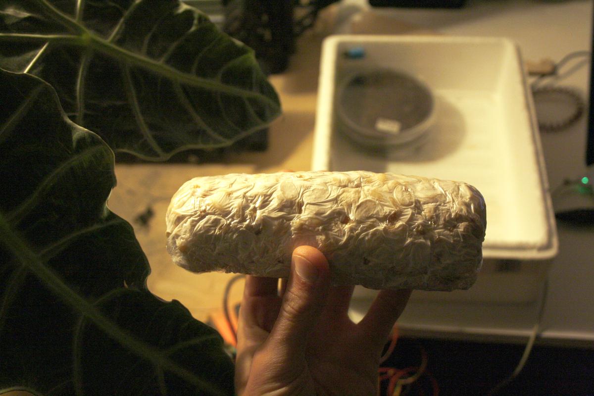 Our first tempeh