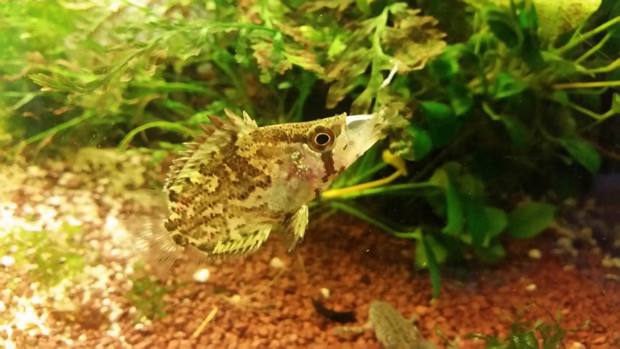image leaffish