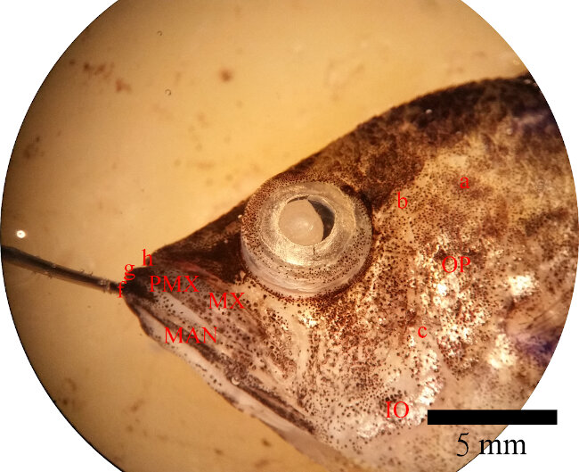 image leaffish mouth closed