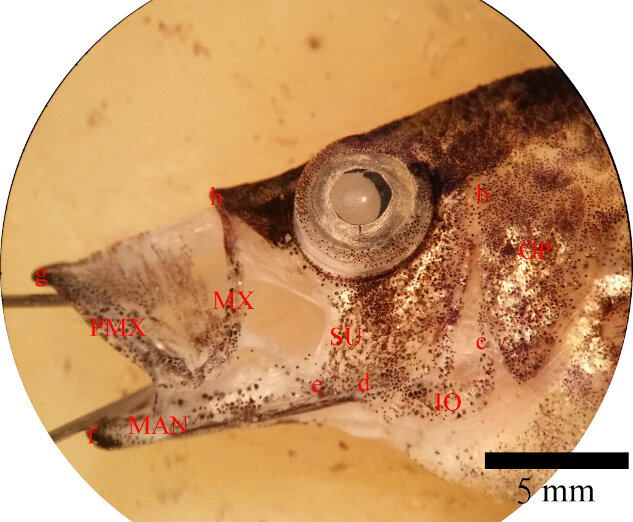 image leaffish mouth open