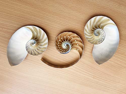 Segments of a Nautilus shell