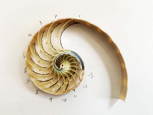 Segment of Nautilus shell traced