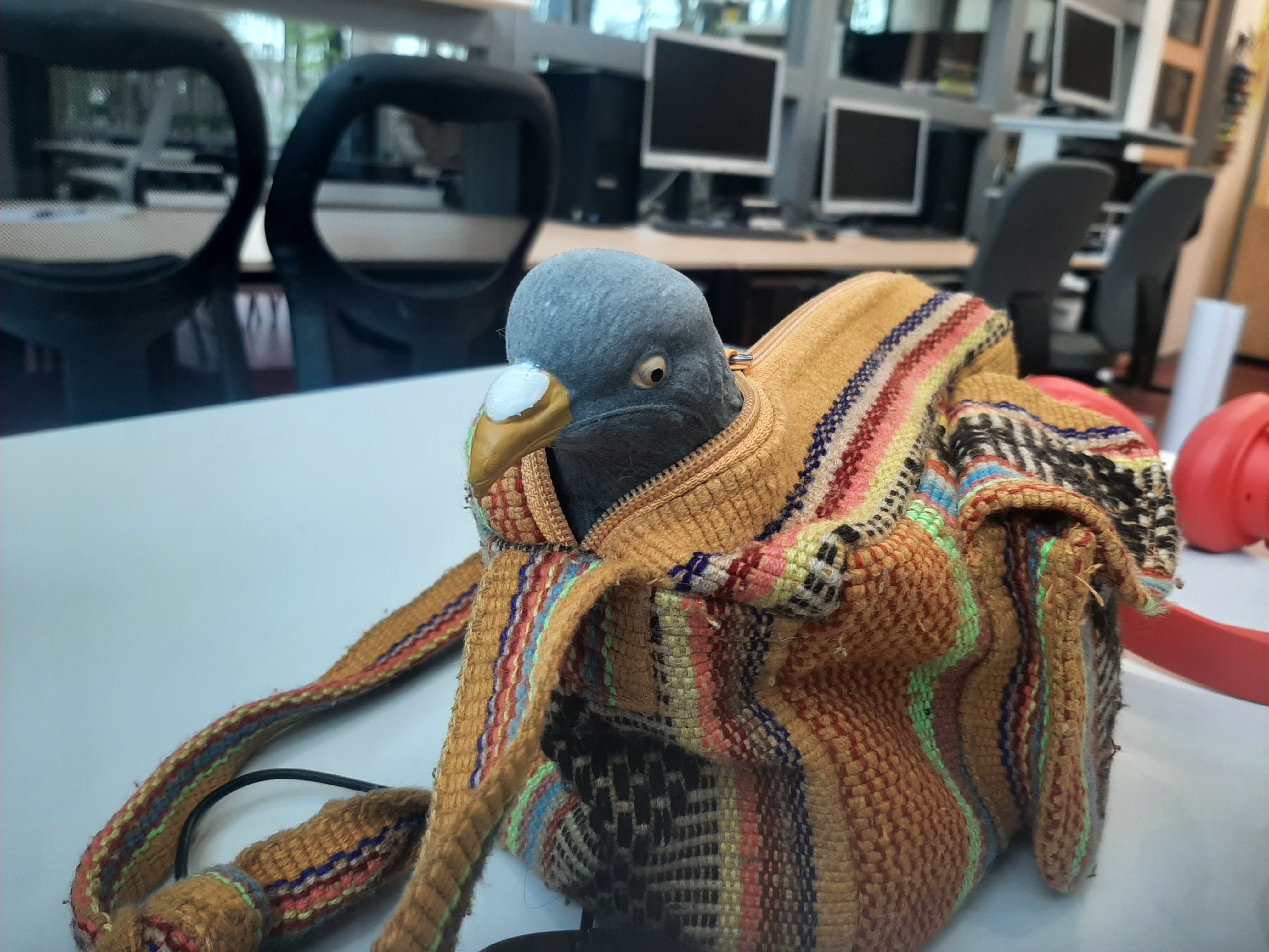 pigeon in bag
