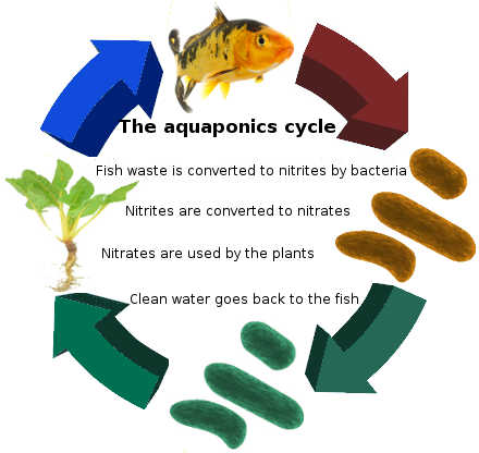 Systems And Cycles