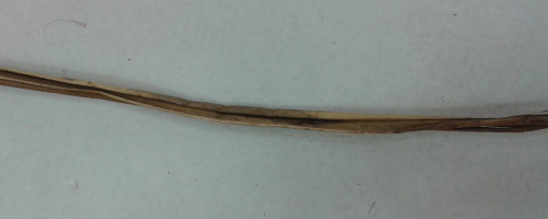 dry flax leaf