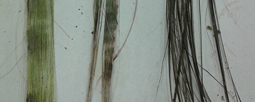 Three flax comparison