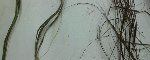 three flax post boil