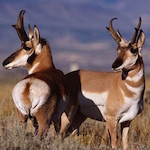 Pronghorn