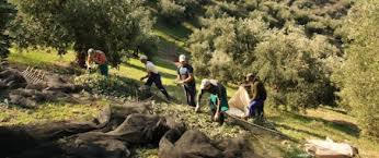 olive harvest gathering