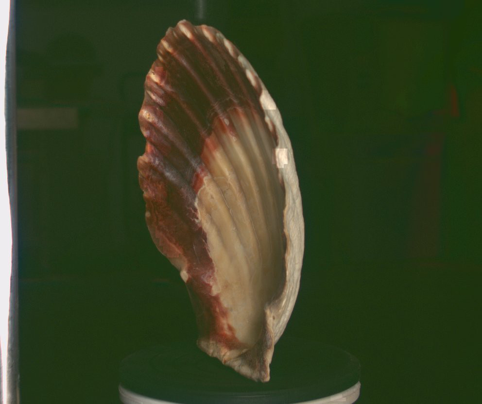 Shell 1