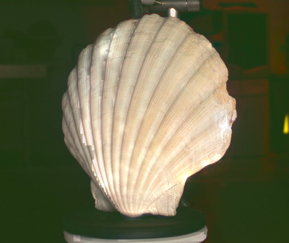 Shell 2