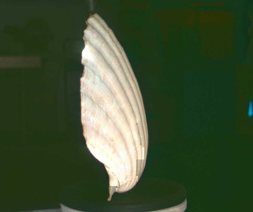 Shell 3