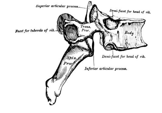 ThoracicV