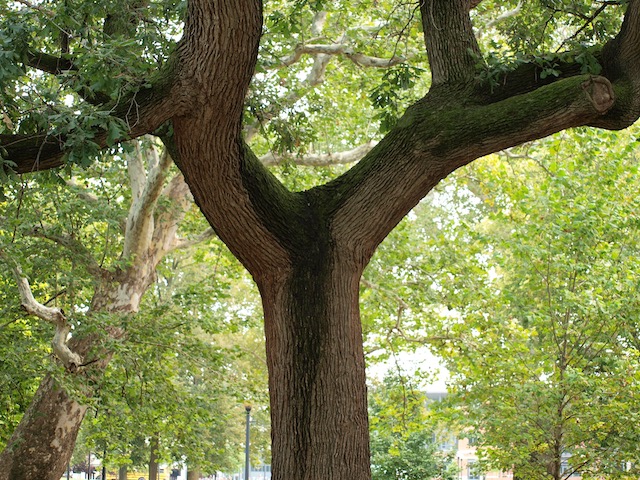 Photo of natural tree formation.