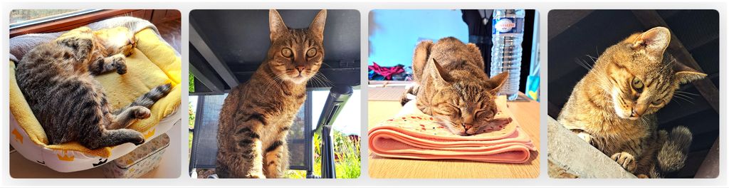 Picture of Charlotte Vandenbulcke's lovely perfect tabby cat !
