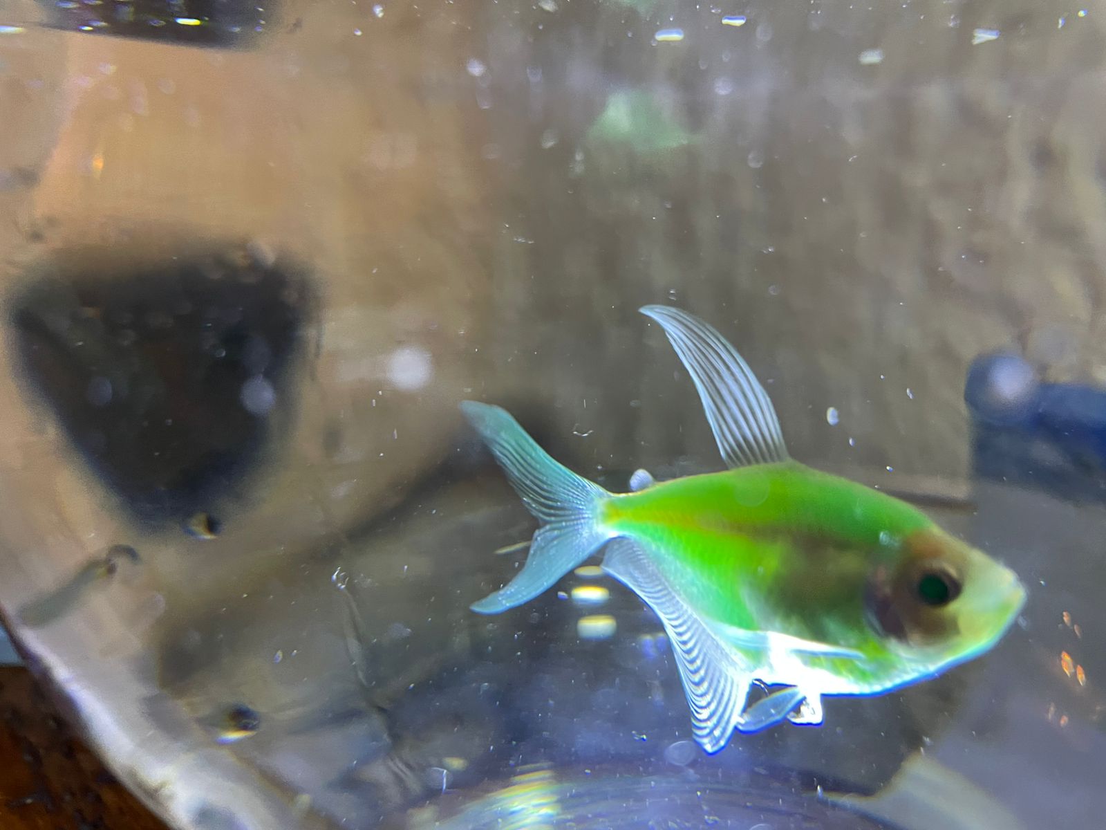 Limón