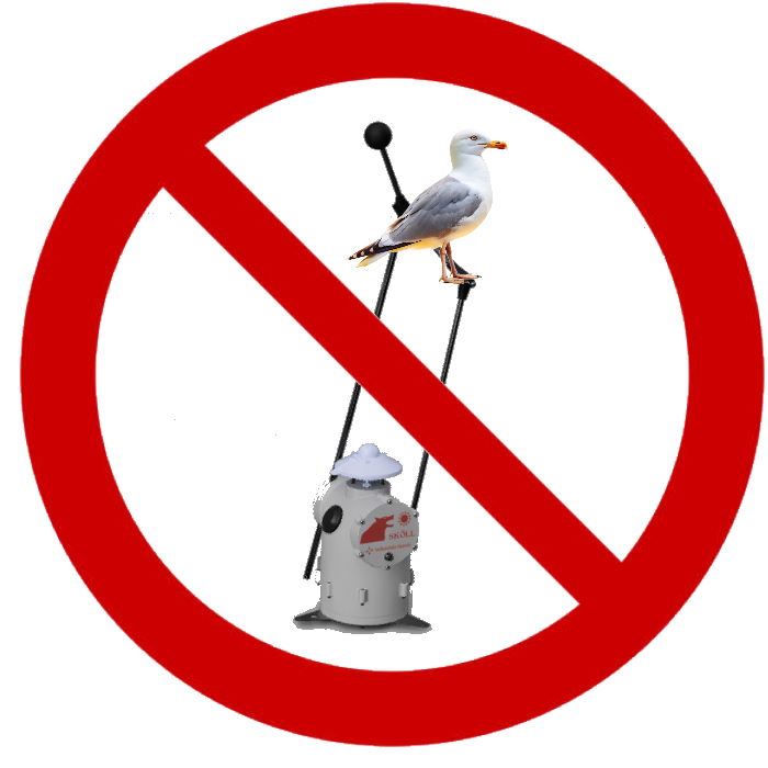 Seagull