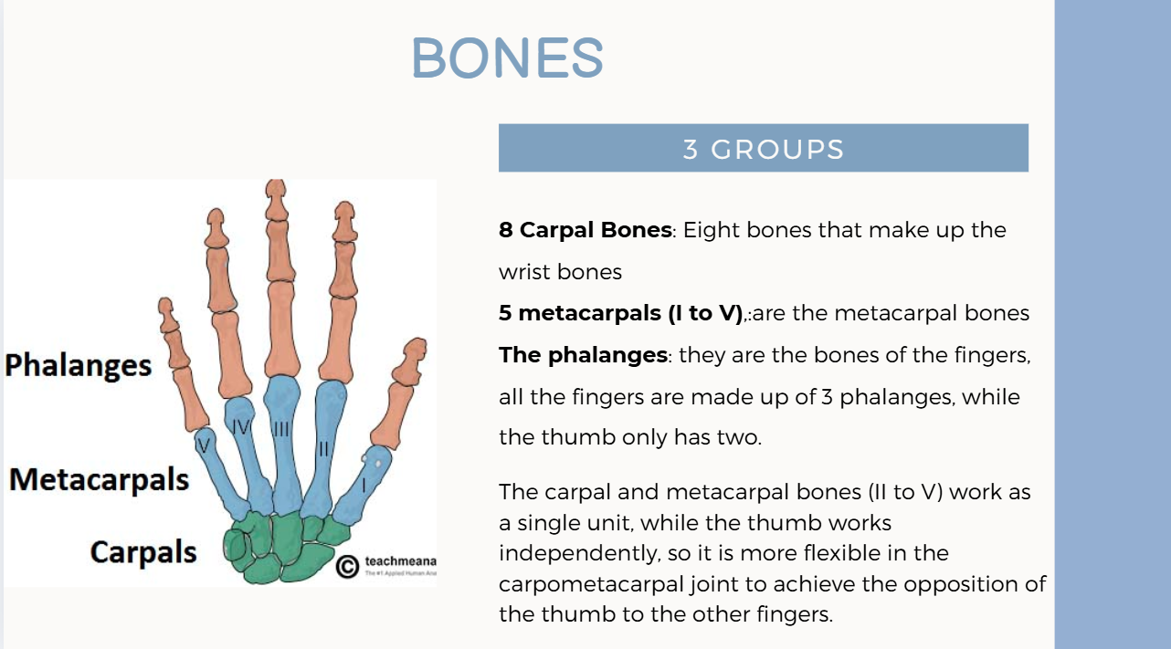 Hand Anatomy Image 1