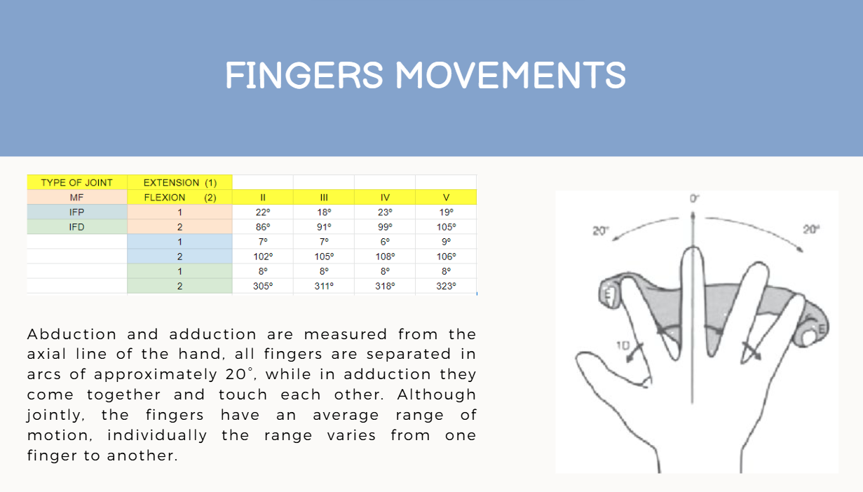 Hand Anatomy Image 3