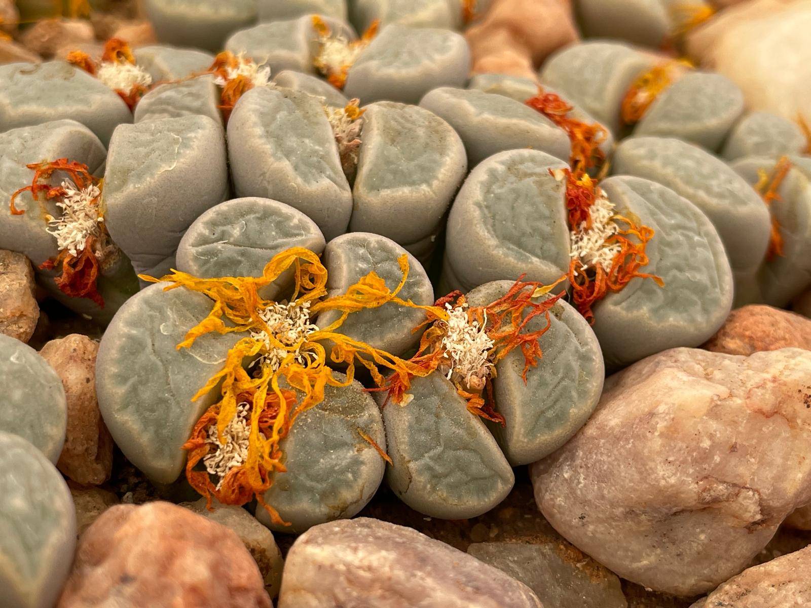 Lithops