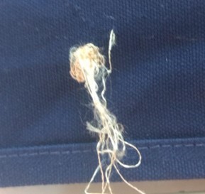 Potato