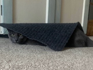 A gray cat covered by a gray mat