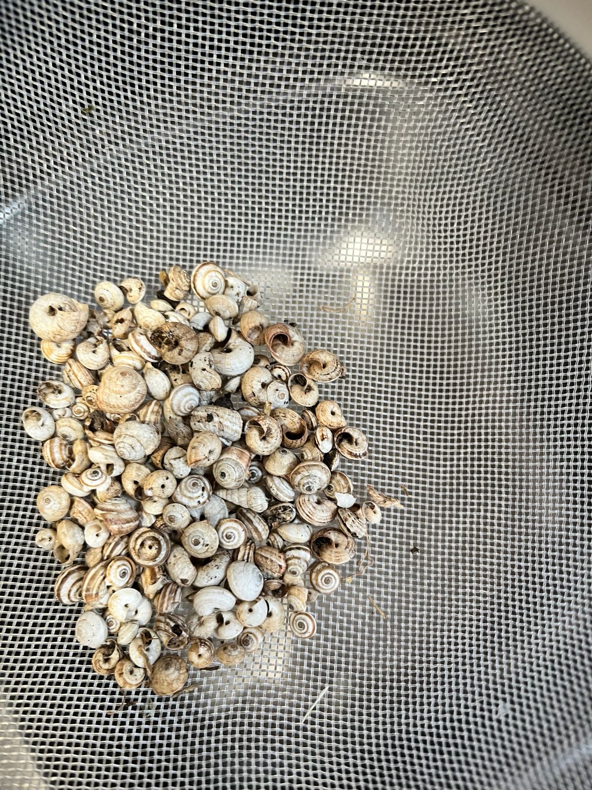 Foraging