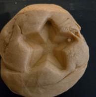 Control: 3D Printed Star