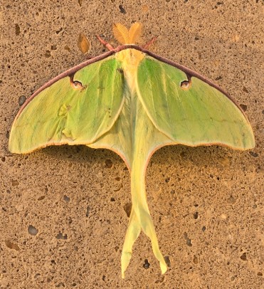 A luna moth I found at my apartment