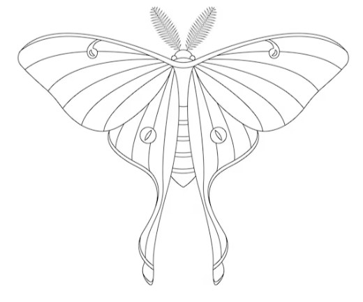 Luna moth reference image