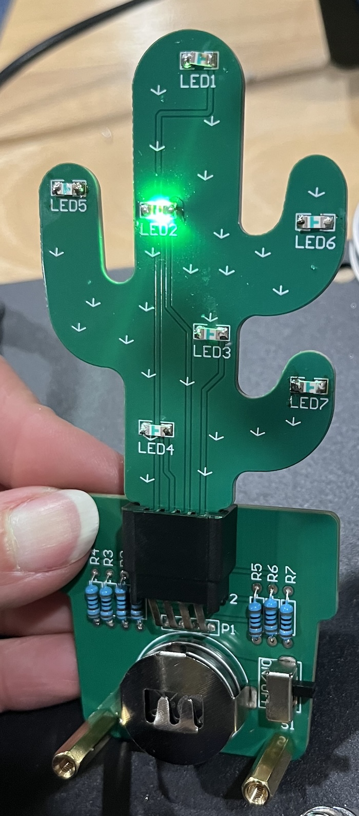 image14-cactus-backwards-in-pot