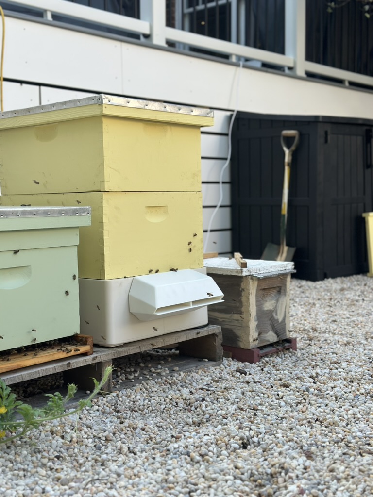 Bee Monitor installed on the hive
