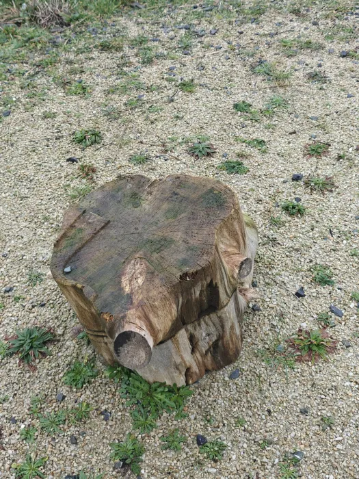 We decided to use the 3D scanner to scan this tree stump that was outside the lab