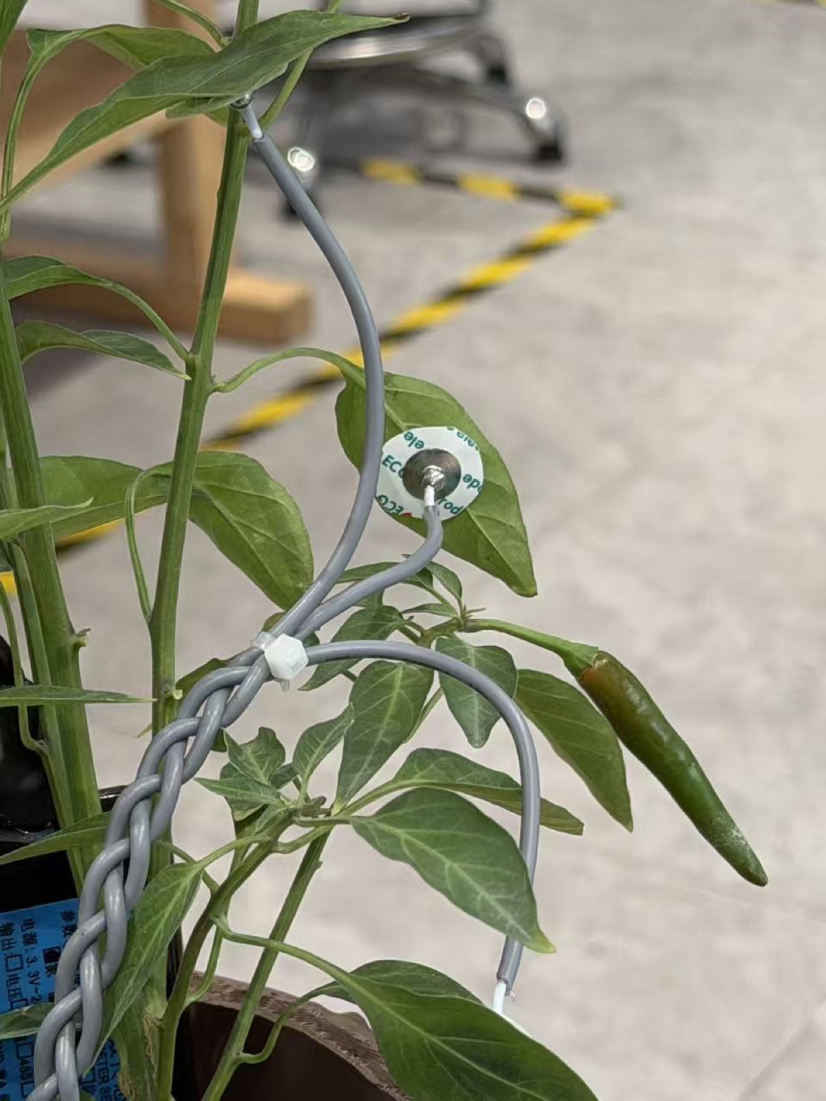 Electrodes attached to plant leaves for plant-side signal input