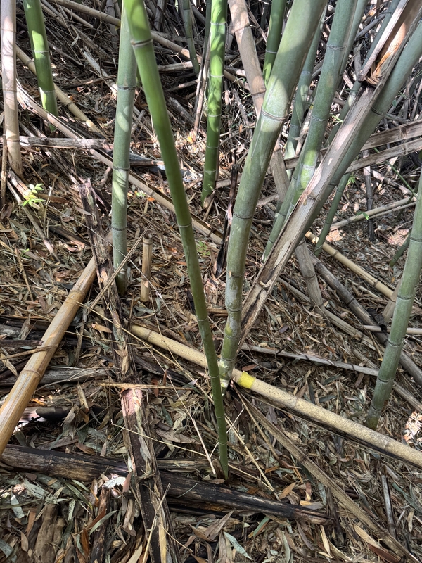 choose some relevant size of bamboo