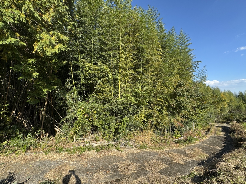 Bamboo forest near my house