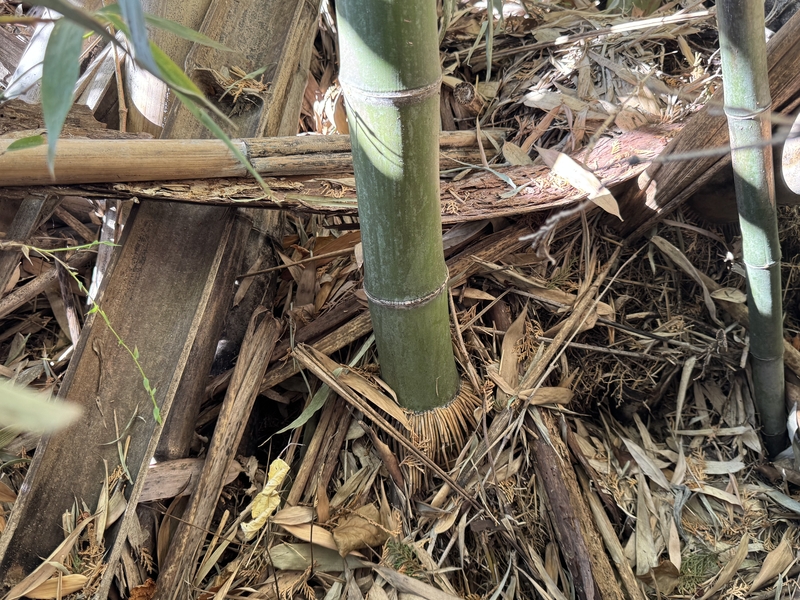 thicker bamboo