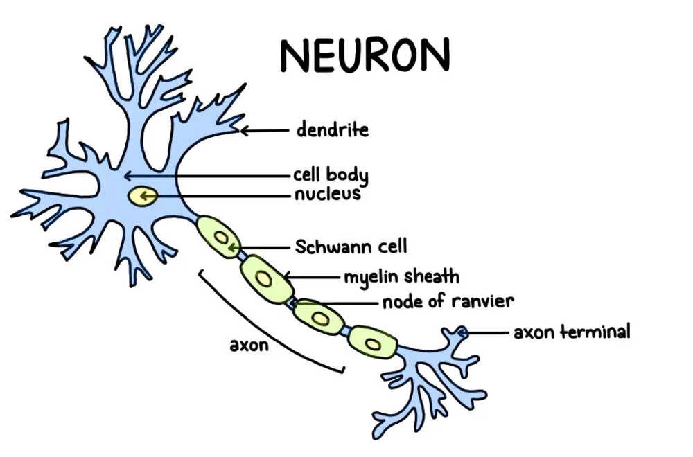 Neuron anatomy diagram - Source: SimplyPsychology