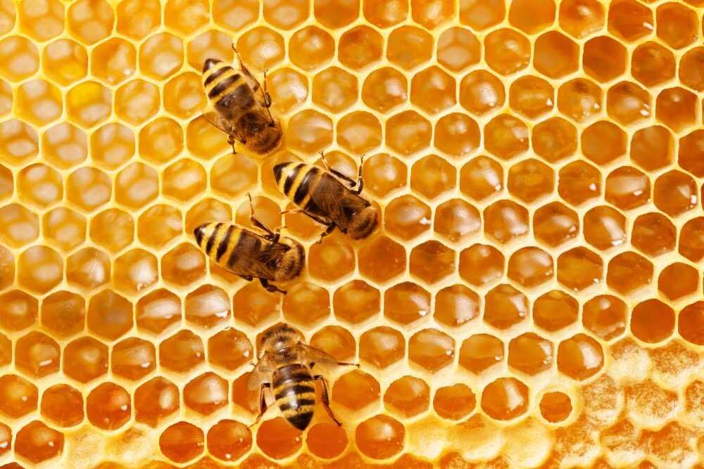 Honeycomb structure reference