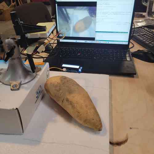 potato